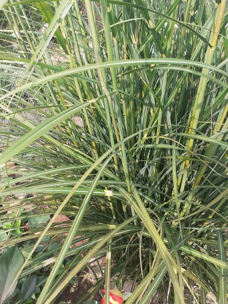 Vysoká okrasná tráva,