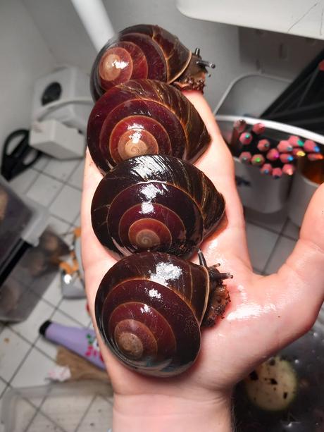 Pleurodonte exellens, 