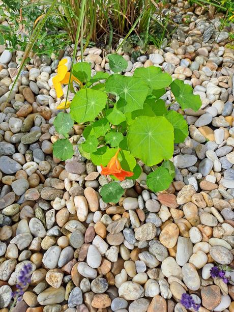 Sadeničky okrasnych kvetov,, 