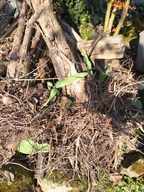 Drevo na kúrenie, do grilu, 