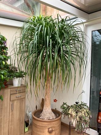Nolina recurvata, 