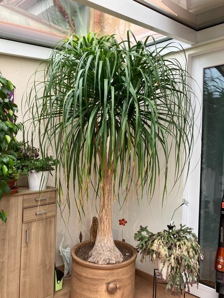 Nolina recurvata,