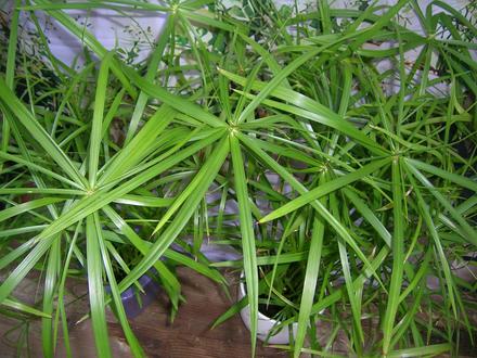 Šachor striedavolistý - cyperus alternifolius, 