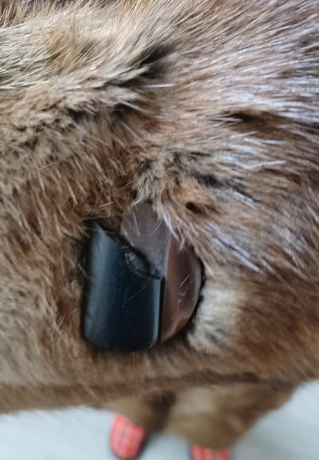 Damsky kozuch bizam, 42