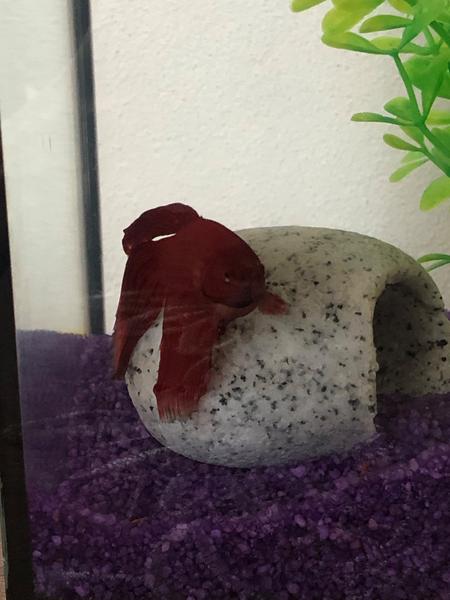 Je moja Betta ryba prežratá?