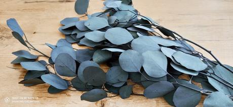 Stabilizovaný eukalyptus - 55 cm, 