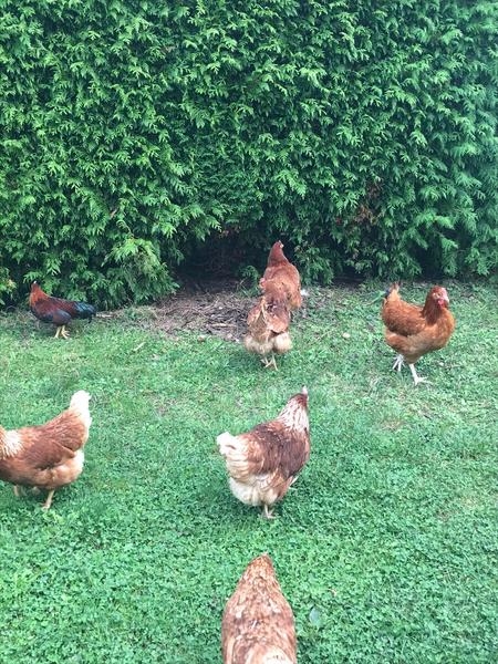 Sliepky neznášajú