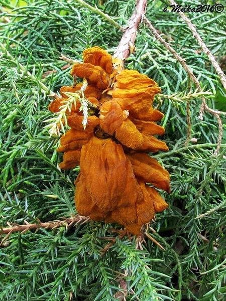 Ako riešiť choroby tujiek v záhrade?