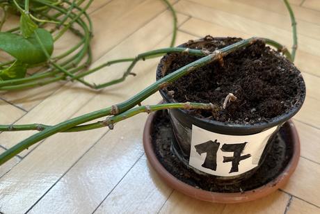 Predám epipremnum aureum č.17,