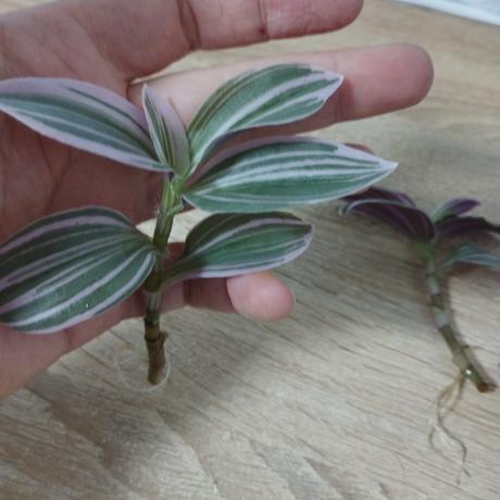 Tradescantia, 