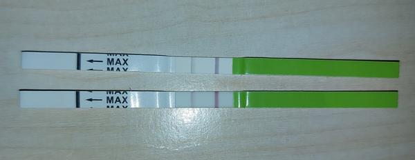 Ovulácia pri Azalii