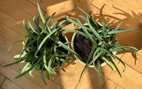 2 x aloe arborescens,