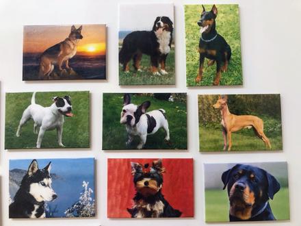 Magnetky plemená psov,