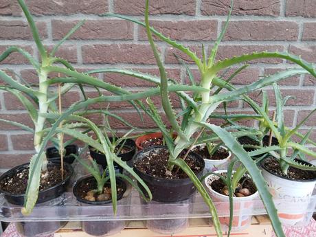 Aloe stromovitá - aloe arborescens, 