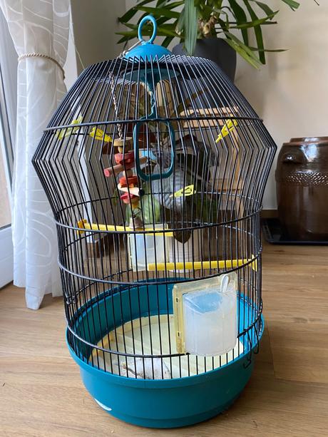 Klientka pre vtáka, 