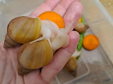 Lissachatina fulica hamillei rodatzi albinobody,