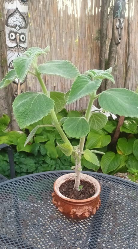 Austrálsky citrónový nádchovník, 