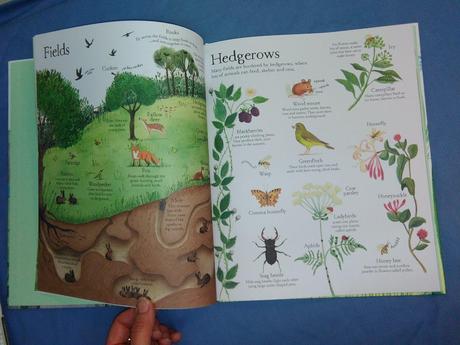 Usborne big picture book outdoors, 