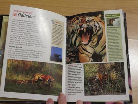 Dvd - tigre,