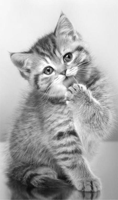 Detský uterák mačiatko 50/30,