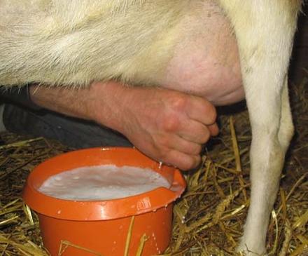 Čerstvé kozie mlieko, syr, tvaroh a jogurt,