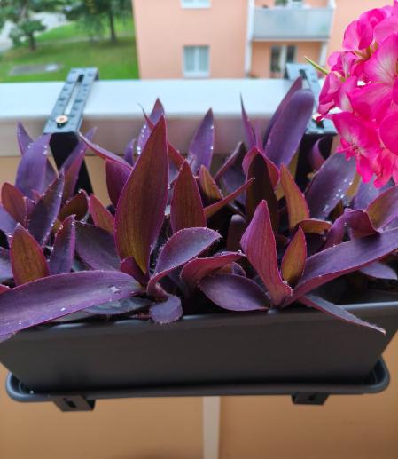 Fialové srdce - krásna nenáročná kvetinka, 