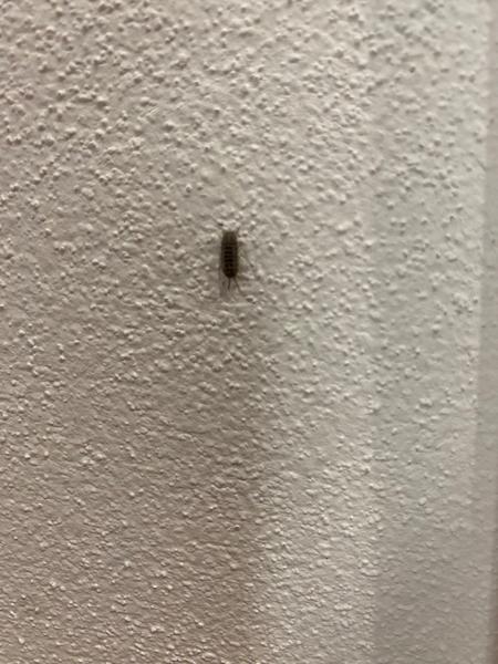 Čo je to za chrobáka?