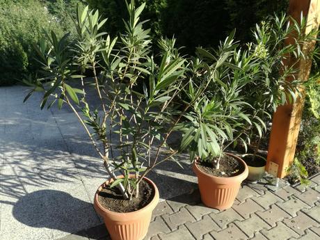 Živé kvety - oleander,