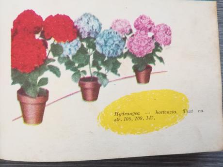 Okrasné rastliny v byte a na pracovisku, 