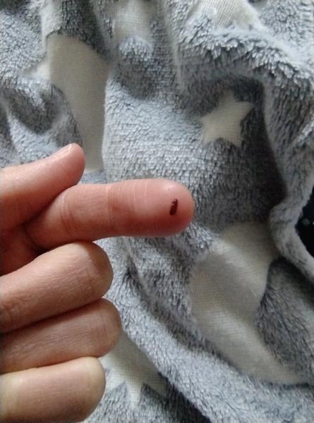 Identifikácia hmyzu v domácnosti