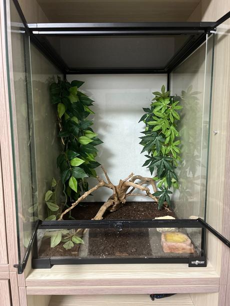 Terarium reptiplanet,