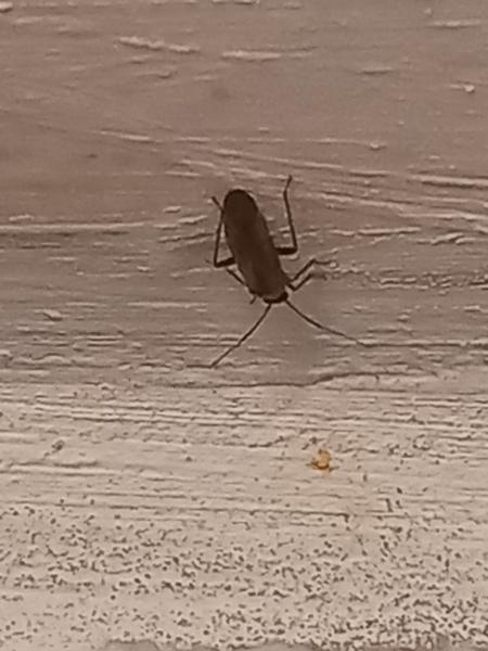 Aký hmyz sa schováva vo vašej kuchyni?