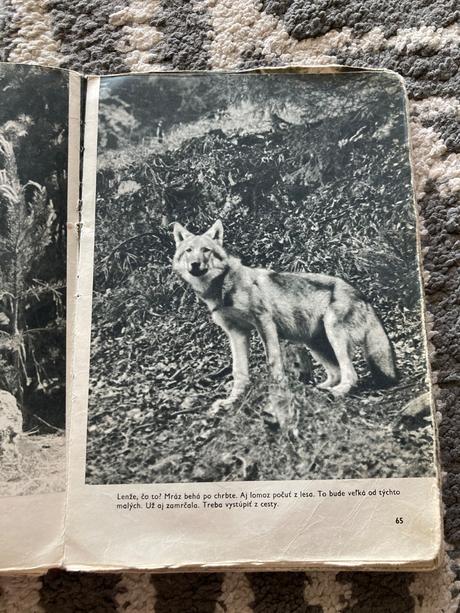 Sivá vlčica jaroslav holeček (1968), 