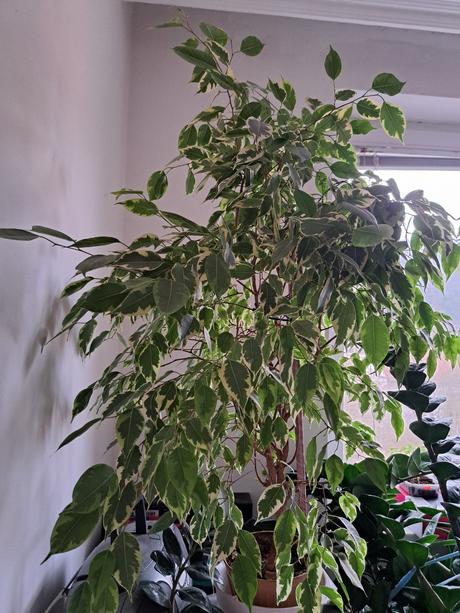 Tradeskancia, izbové rastliny, 