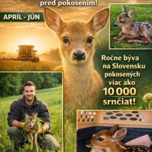 Ročne sa pokosí viac ako 10 000 srnčiat. Ako tomu zabrániť?