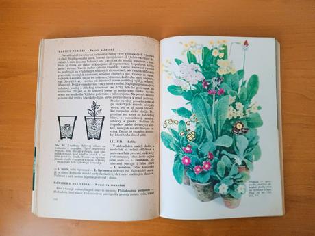 Okrasné rastliny (1960), 