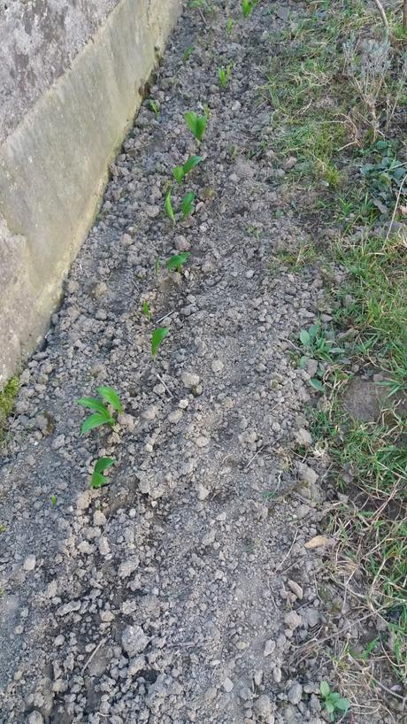 Pesto z medvedieho cesnaku doma vypestovaneho 2025,