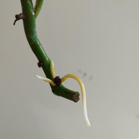 Monstera minima, 