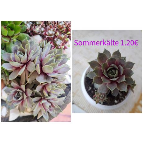 Sempervivum - skalná ruža, 