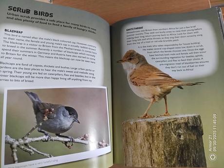 Mike dilger wild town. paperback, 7,