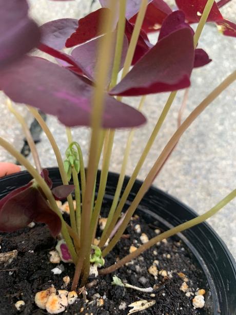 Oxalis, 