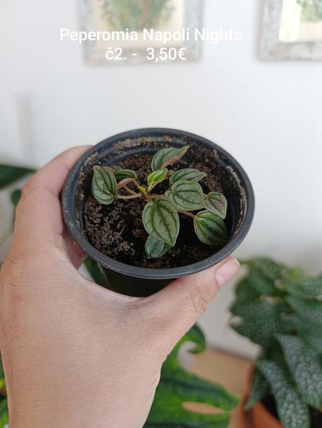 Izbovky maranta, fialka, peperomia, 