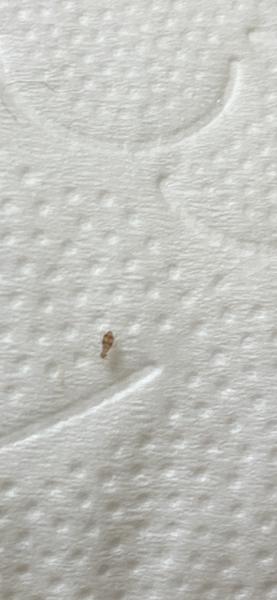 Ako sa zbaviť ploštíc v domácnosti?