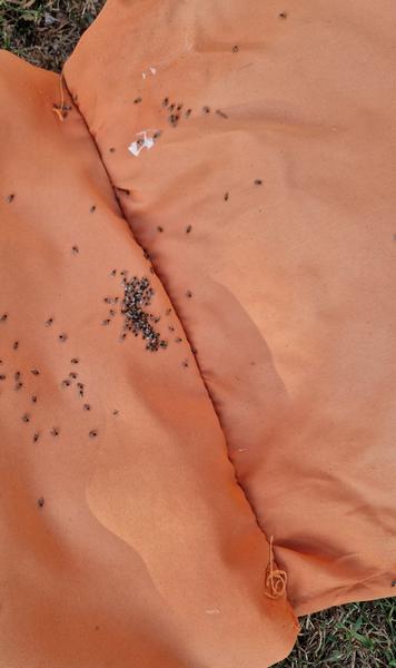 Sú to blchy alebo niečo iné?