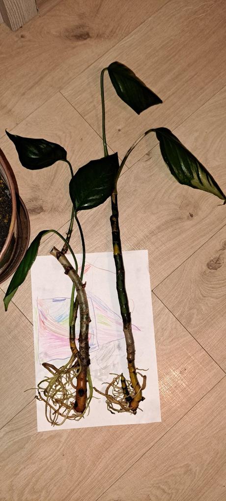 Aglaonéma modestum (skromná),