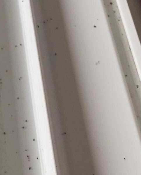 Ako efektívne odstrániť drobné chrobáčiky z parapetu?