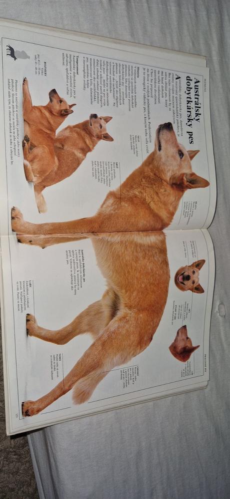 Veĺka kniha o psich, 