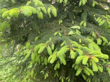 Smrekovy sirup z výhonkov, 