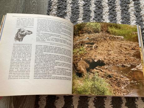 Lev nie je kráľom zvierat-prvé vyd.1981, 