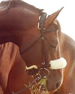 Barančeky, podbrušník kentaur, jazdecké nohavice, 